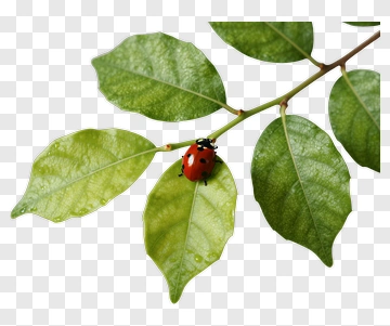 Ladybug On A Green Leaf PNG