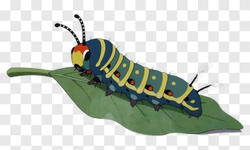 Cartoon Caterpillar On A Leaf PNG