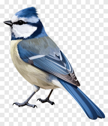 Blue Jay Bird PNG