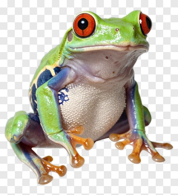 Colorful Tree Frog PNG