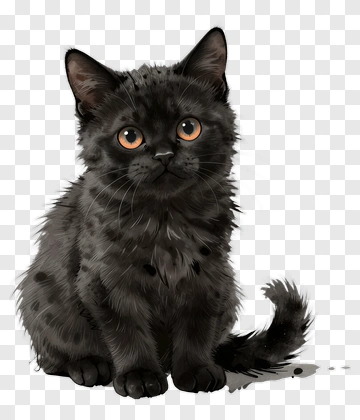 Black Cat Sitting With Orange Eyes PNG
