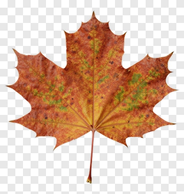 Autumn Maple Leaf PNG