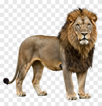 Realistic Lion With Majestic Mane PNG