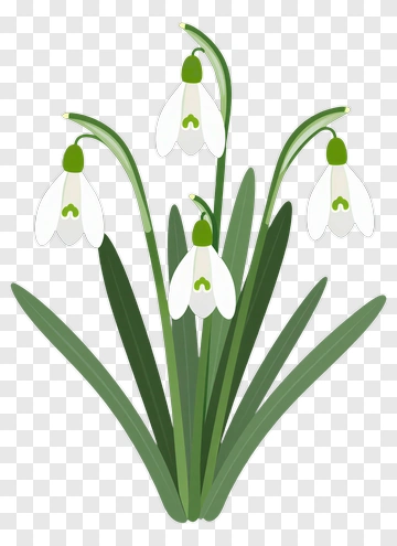 Snowdrop Flower With Green Leaves PNG