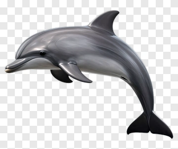 3D Dolphin Swimming PNG