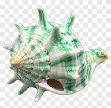 Green Sea Shell PNG