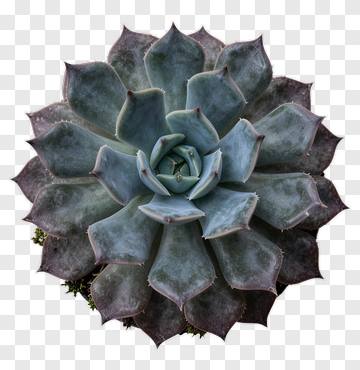 Succulent Plant With Thick Leaves PNG