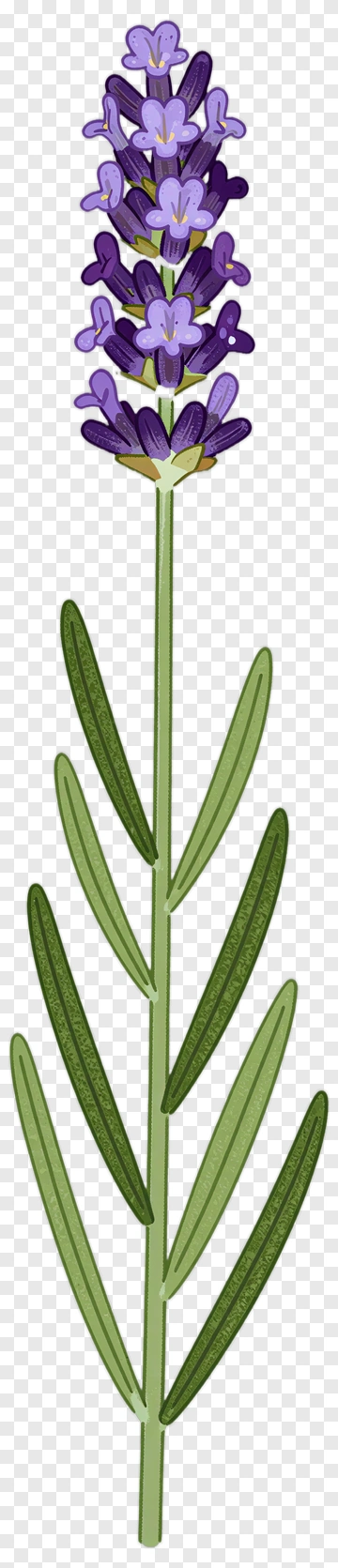 Lavender Flower Stem PNG
