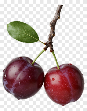 Fresh Red Plums On A Branch PNG