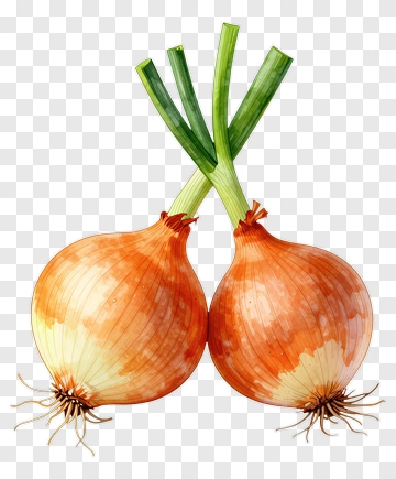 Onions With Green Tops PNG