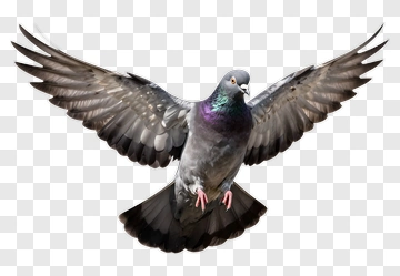Pigeon In Flight PNG