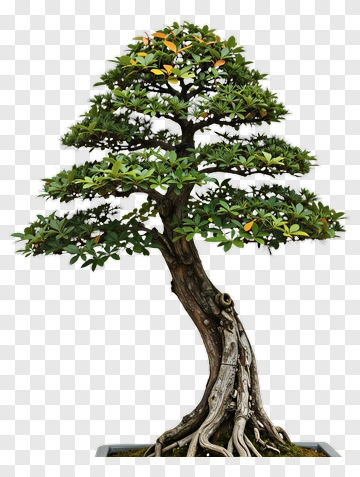 Bonsai Tree With Green Leaves PNG