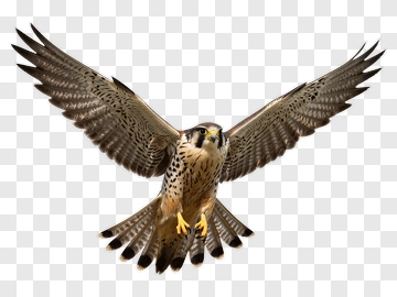 Falcon In Flight PNG