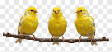 Three Yellow Canaries On A Branch PNG