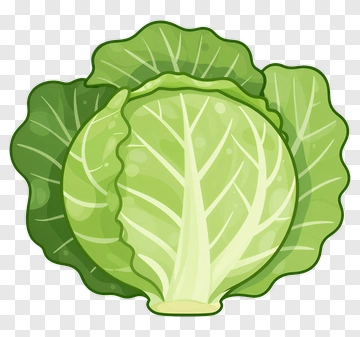 Cartoon Cabbage PNG
