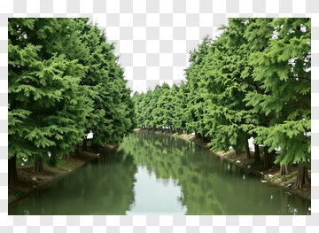 Lush Green Forest With Reflective Water PNG