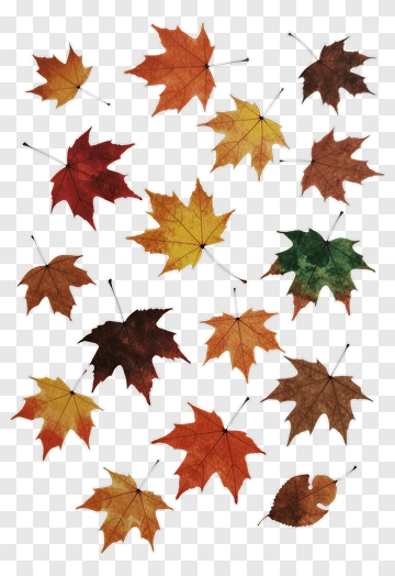 Colorful Autumn Leaves PNG