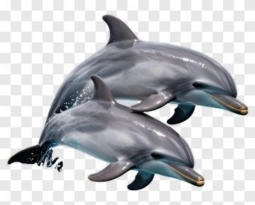 2 Dolphins Swimming Together PNG
