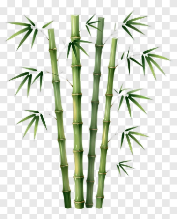 Bamboo Plant PNG