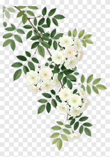 White Flowering Branch With Green Leaves PNG