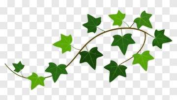 Ivy Vine With Green Leaves PNG