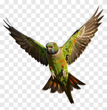 Colorful Parrot In Flight PNG