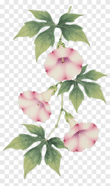Pink Flowering Plant With Green Leaves PNG