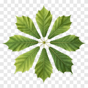 Green Leaf Arrangement PNG