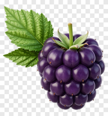 Fresh Blackberry With Green Leaves PNG