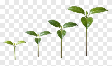 Growing Plants With Green Leaves PNG