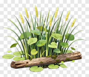 Lush Green Water Plants With Log PNG