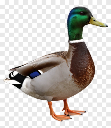 Mallard Duck PNG
