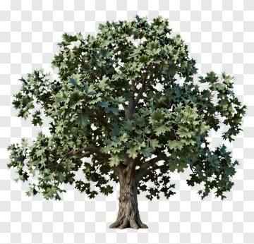 Realistic Tree With Green Leaves PNG