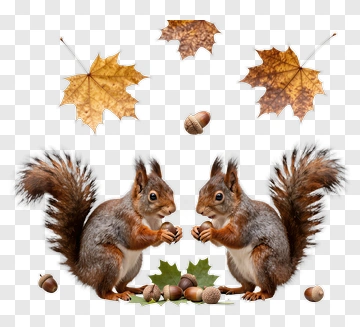 Squirrels Gathering Acorns With Autumn Leaves PNG