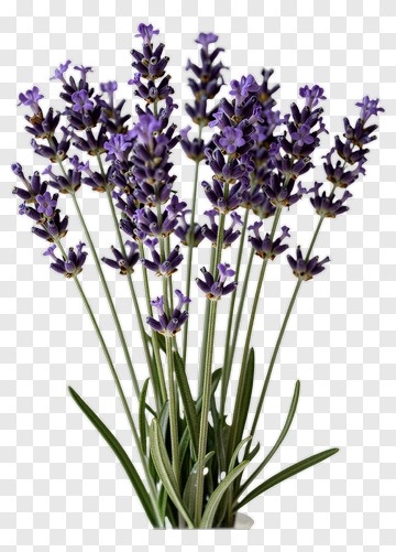 Lavender Flower Bouquet PNG