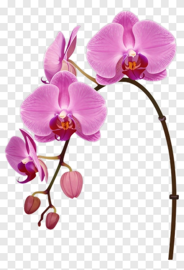 Pink Orchid Flower PNG
