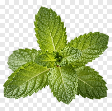 Fresh Mint Leaves PNG