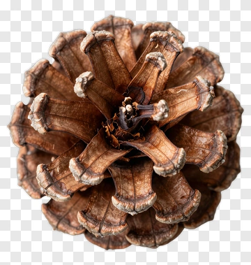 Pine Cone PNG
