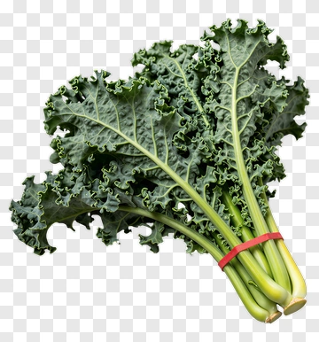 Fresh Kale Bunch PNG