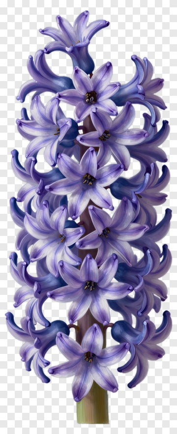 Purple Hyacinth Flower Arrangement PNG