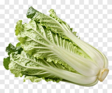 Napa Cabbage PNG