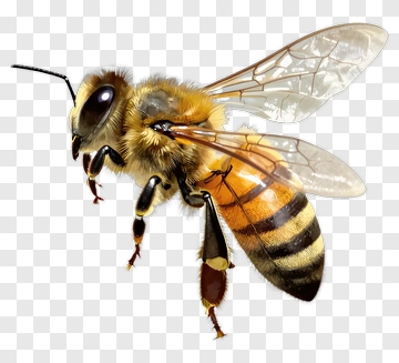 Realistic Honey Bee PNG