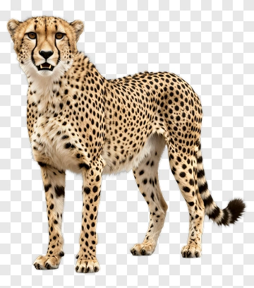 Cheetah Standing In A Natural Pose PNG