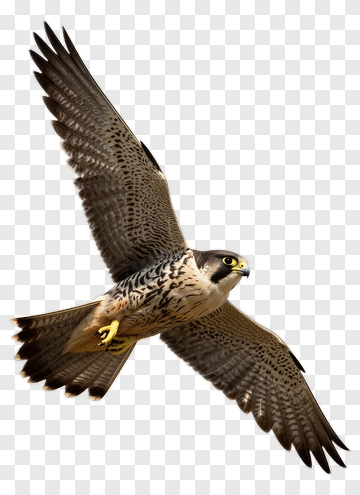 Peregrine Falcon In Flight PNG