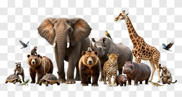 Animal Group With Elephant, Giraffe, And Bears PNG