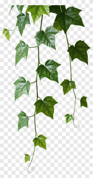 Green Ivy Leaves PNG