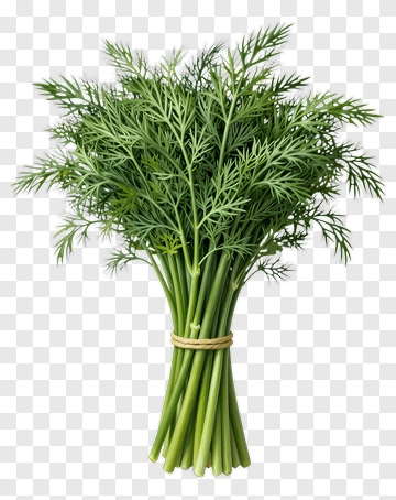 Bunch Of Fresh Dill PNG