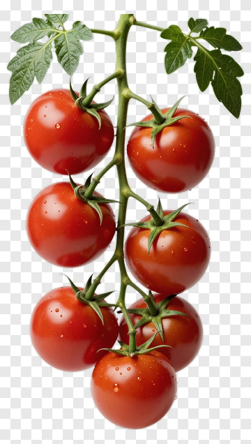 Fresh Tomato Bunch PNG