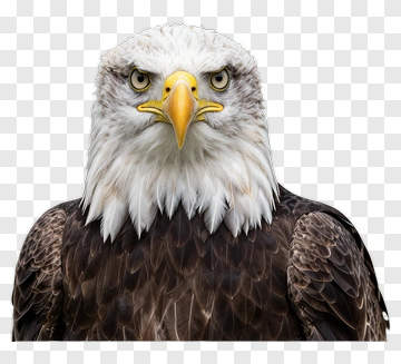 Bald Eagle Portrait PNG