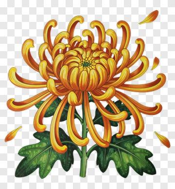 Colorful Chrysanthemum Flower PNG